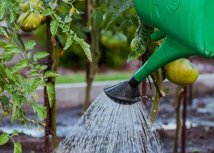 watering plants