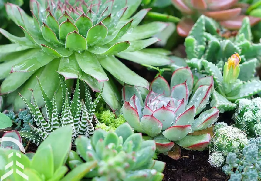 cactus care tips
