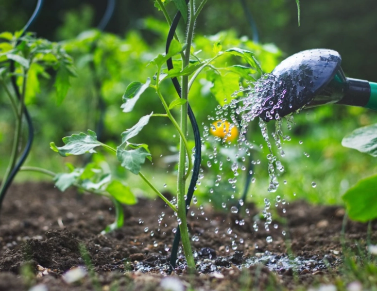 plant watering guide
