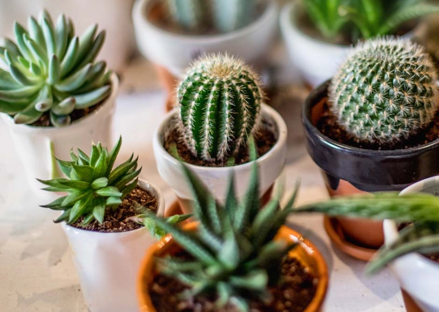 cactus potting mistakes