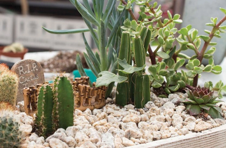 cactus care tips