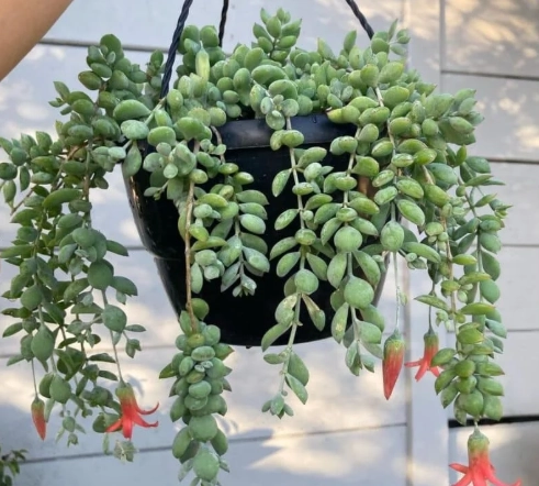 succulent soil mix