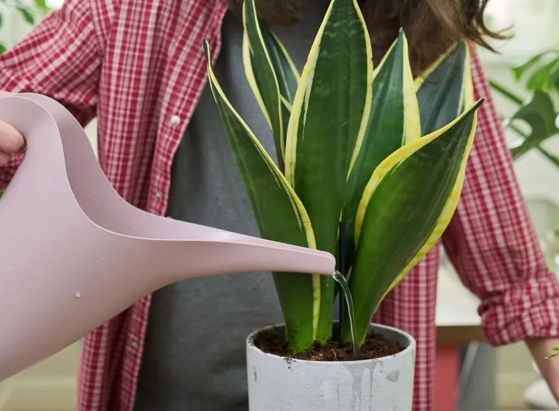 how often to water sansevieria
