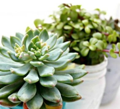 succulent soil mix