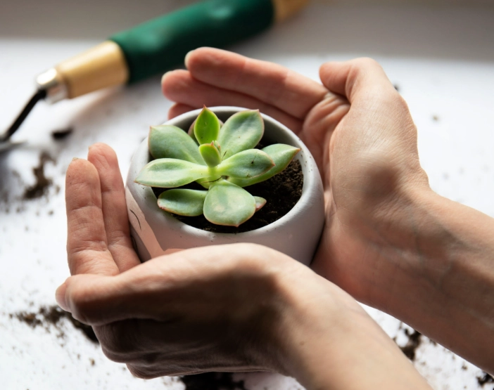 how do you take care of a succulent plant