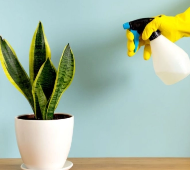 how often do you water snake plants