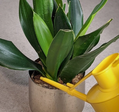 snake plant care tips