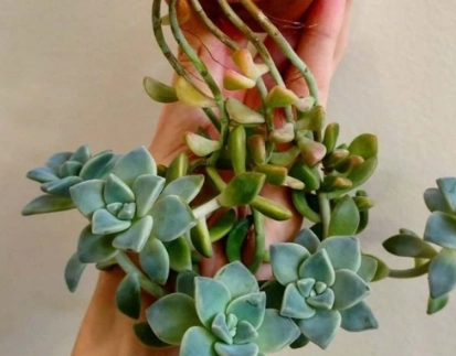 succulent care