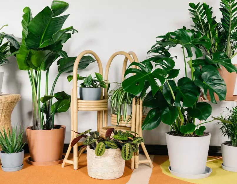 easy care plants
