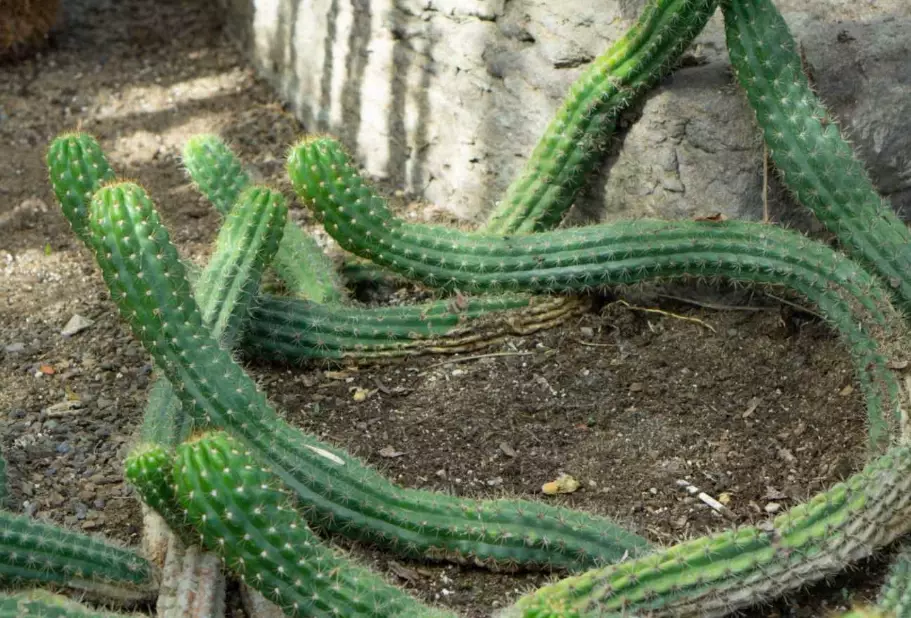 cactus soil mix