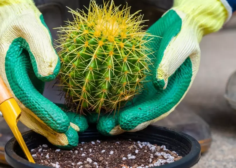 best soil for cactus