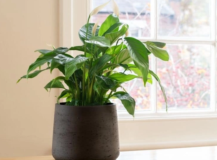 Easy Care Indoor Plants: Top 10 Low-Maintenance Choices for Beginners