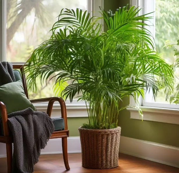 beginner houseplants