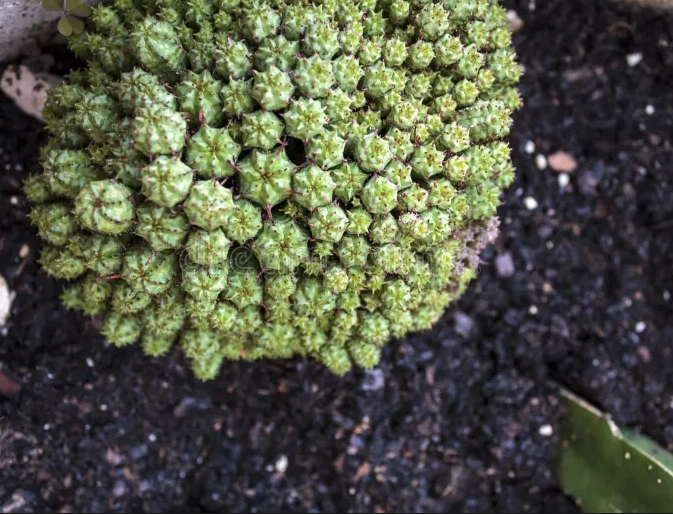 best soil for cactus