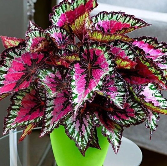 easy care plants