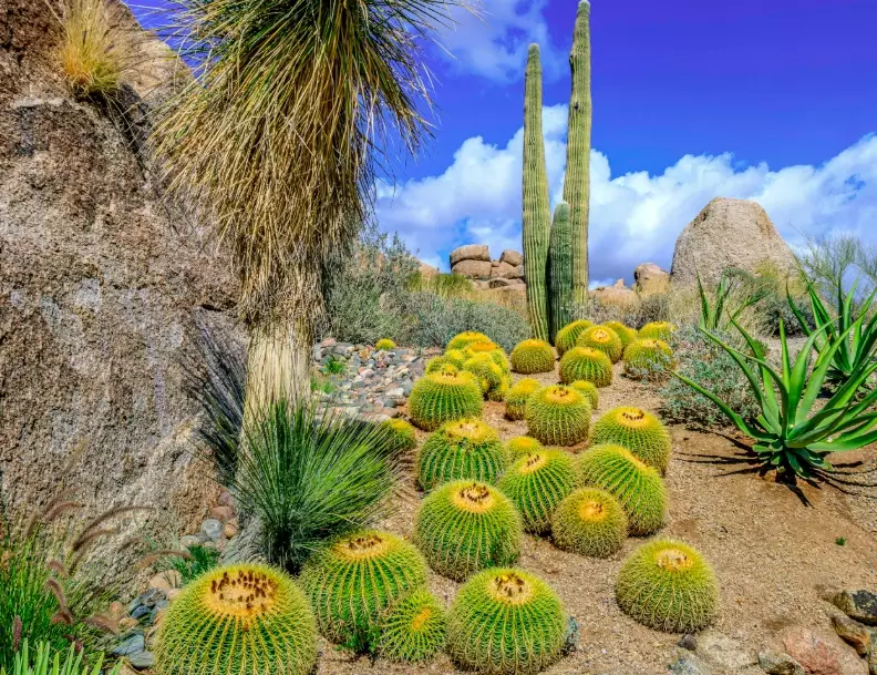 how to make cactus soil
