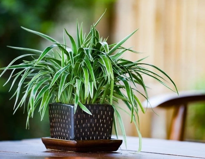 beginner houseplants