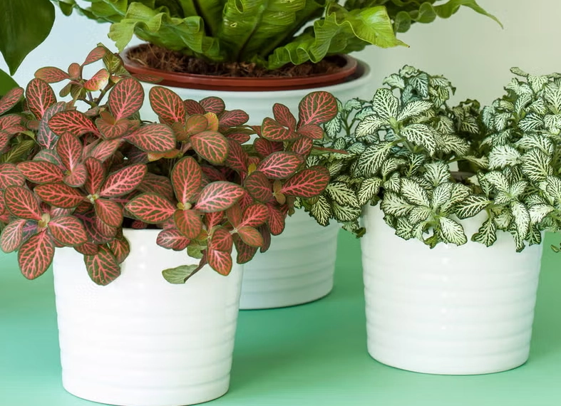low maintenance indoor plants