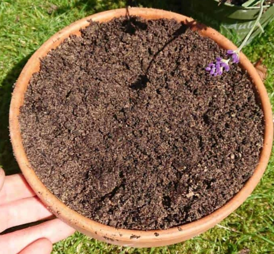 best soil for lavender