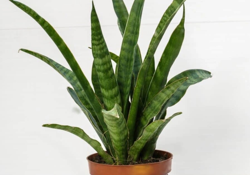 how often to water snake plant