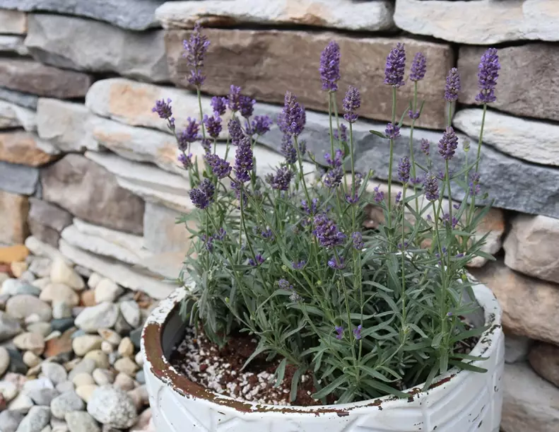 lavender fertilizer