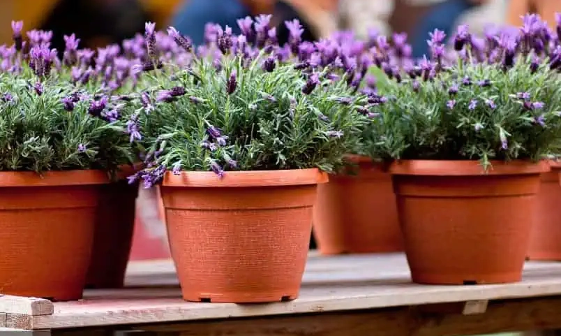 compost for lavender plants