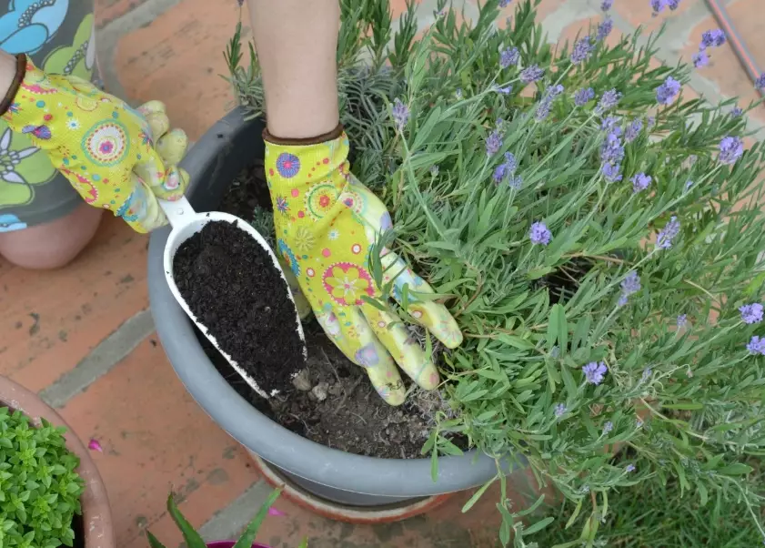 lavender fertilizer