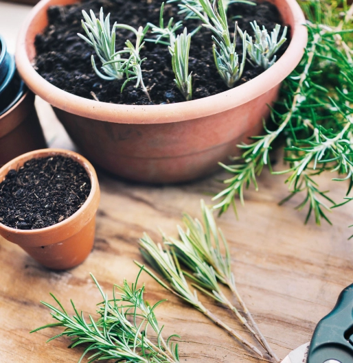 best soil for lavender