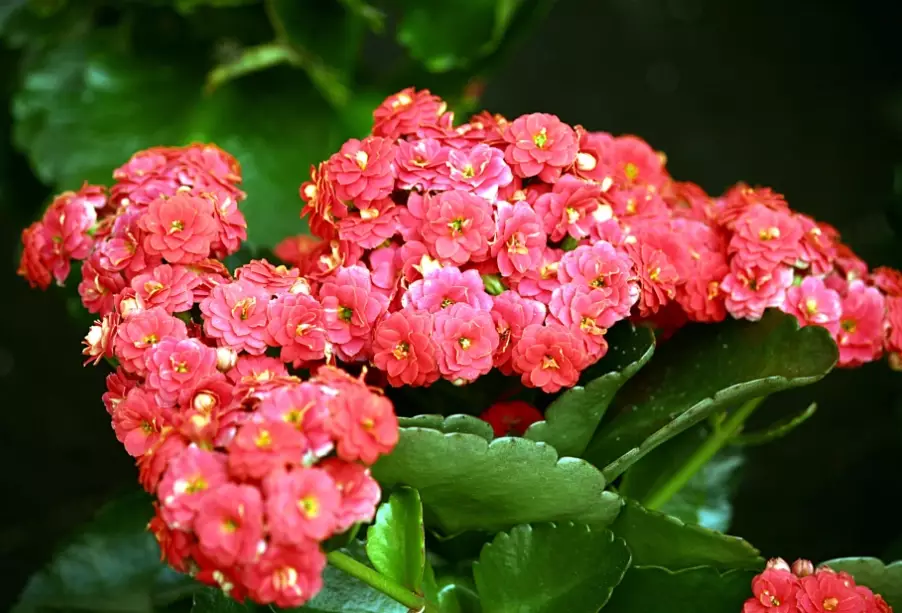 calandiva kalanchoe plant care