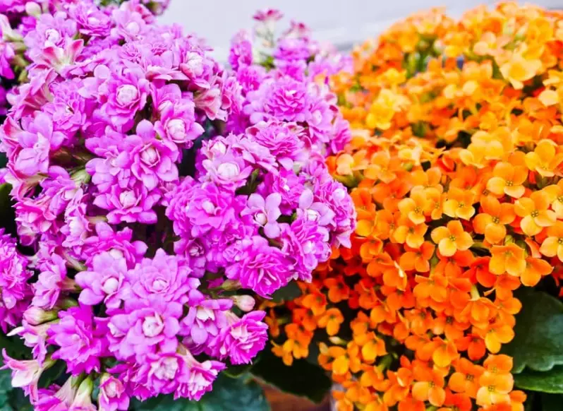 Calandiva watering