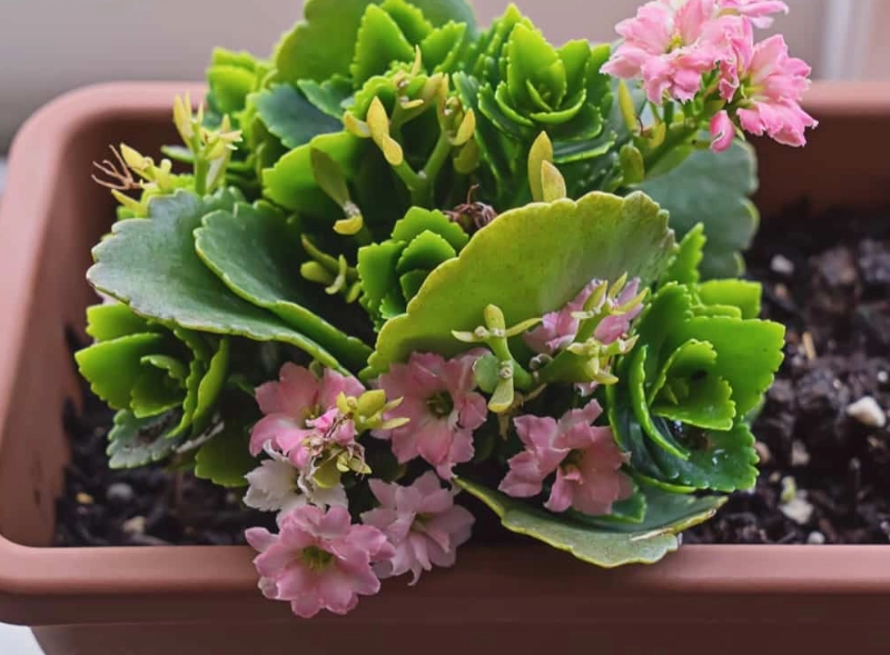 how to care for Calandiva kalanchoe