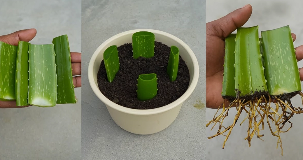 Aloe Vera Cuttings: A Complete Guide to Propagation and Care