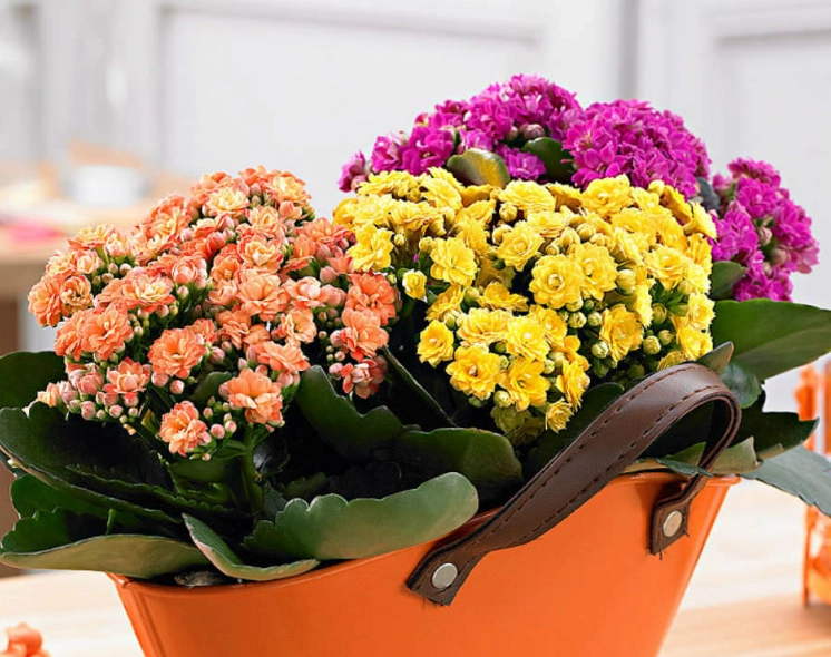 how to care for Calandiva kalanchoe