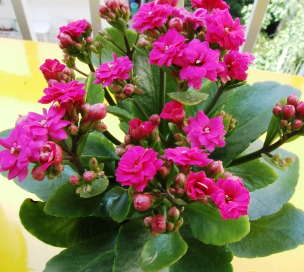 Calandiva watering