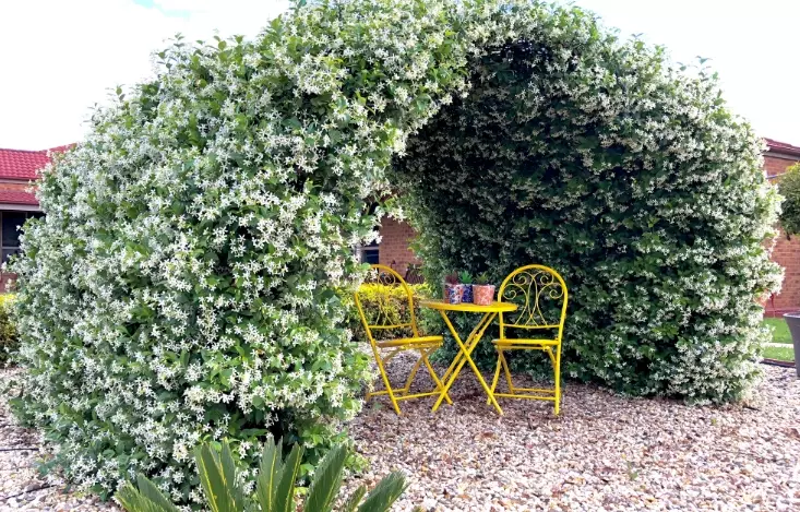 star jasmine vine care
