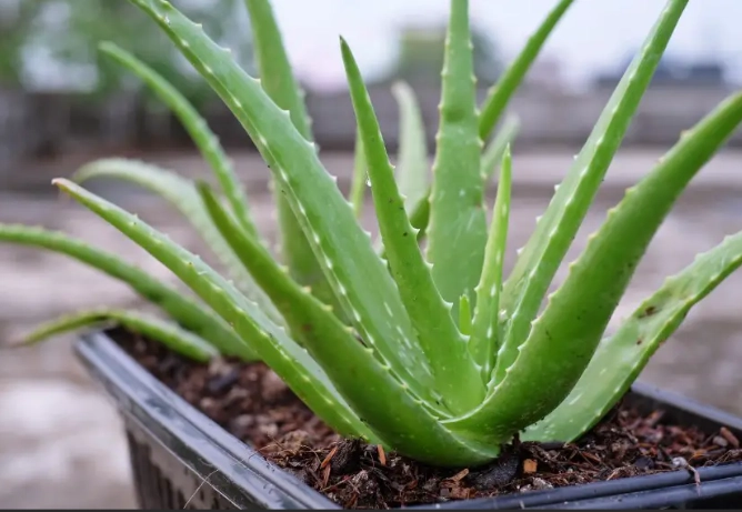 aloe vera plant care