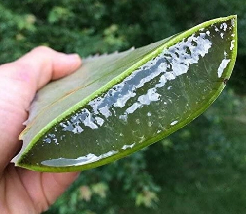 how to use aloe leaf