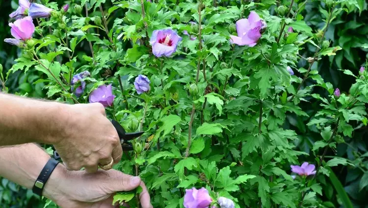 when to prune hibiscus