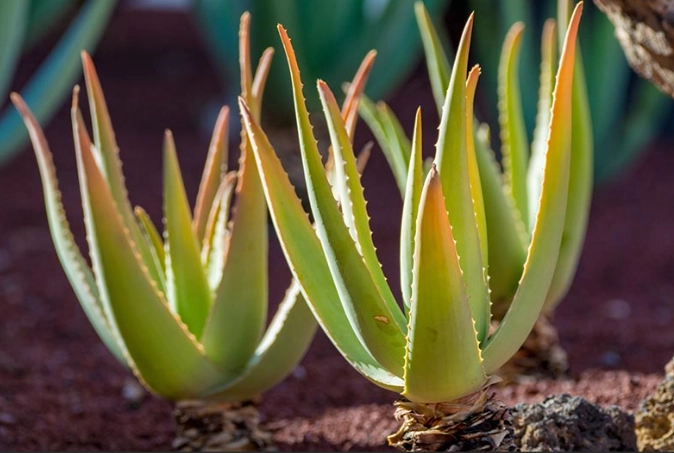growing aloe indoors