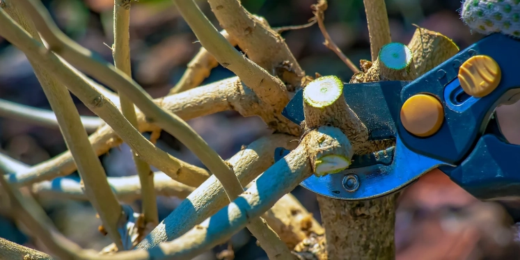 pruning hibiscus