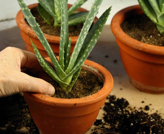 growing aloe indoors