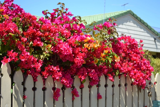 bougainvillea care