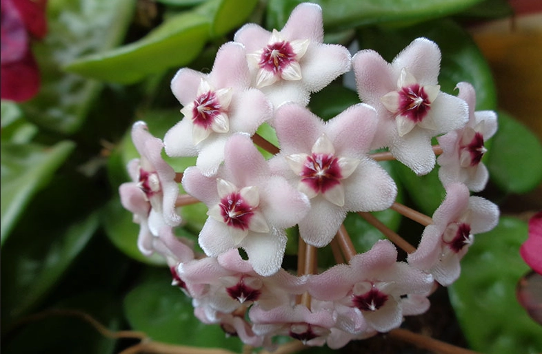 Hoya carnosa care