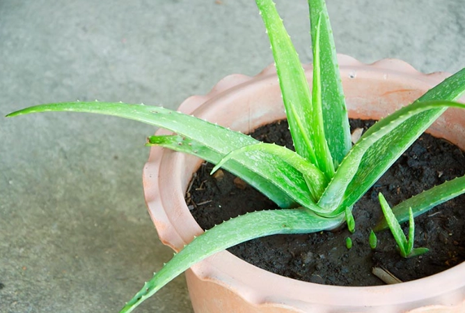 how to grow aloe vera