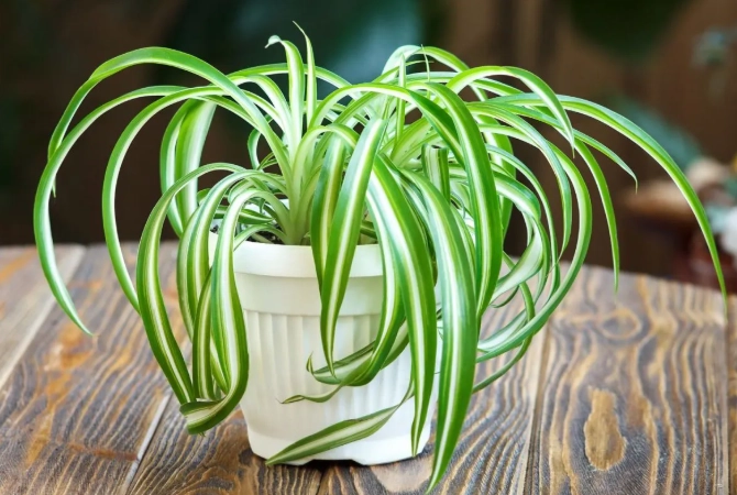 spider plant care