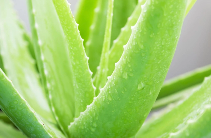 aloe vera leaf uses
