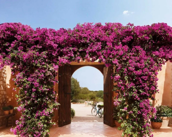 bougainvillea care