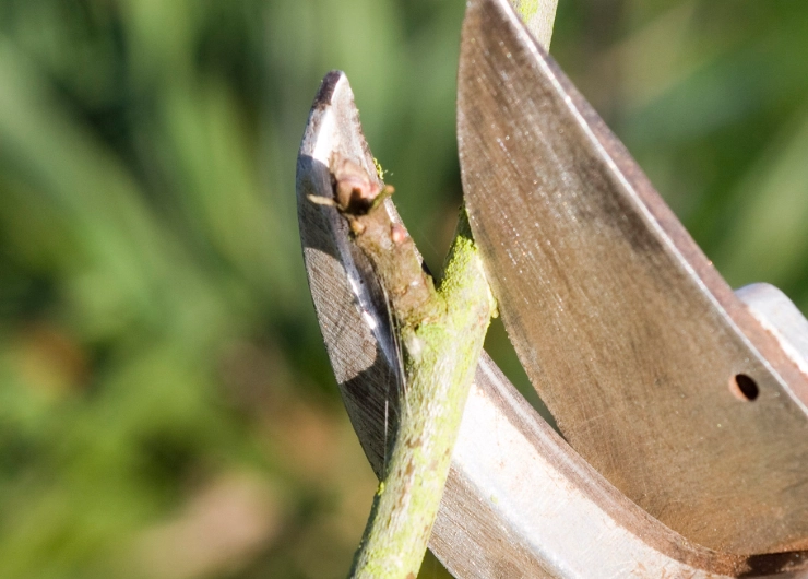 when to prune hibiscus