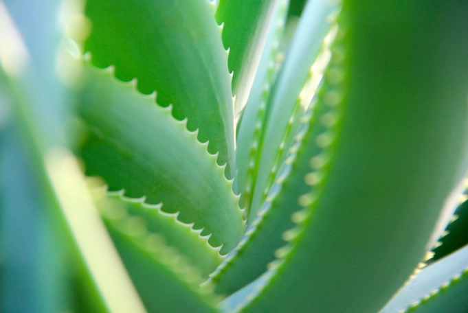 how to use aloe leaf