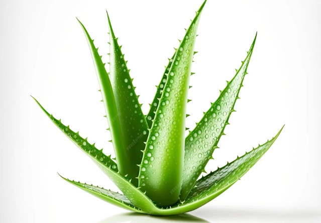 fresh aloe vera gel